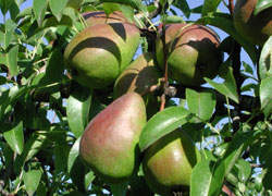 La poire Louise Bonne