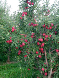 Pomme rouge une semaine avant la rcolte