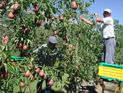 La poire William's rouges