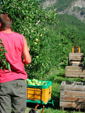 Récolte des poires William's blanches