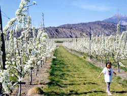 Verger en fleurs